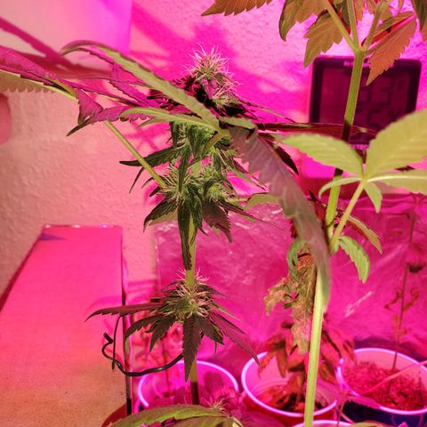 Unknown strain growlog timeline photo