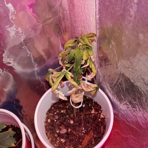 Unknown strain growlog timeline photo