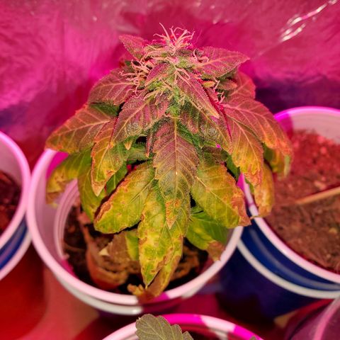 Unknown strain growlog timeline photo