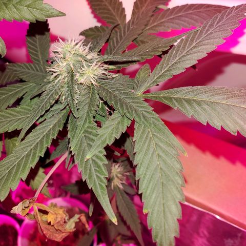 Unknown strain growlog timeline photo