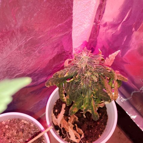 Unknown strain growlog timeline photo