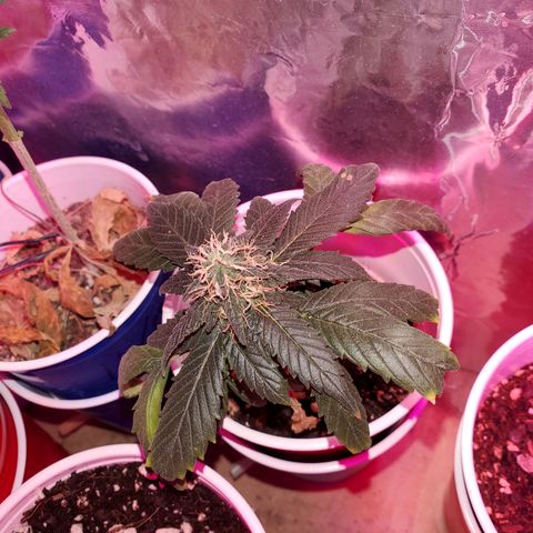 Unknown strain growlog timeline photo