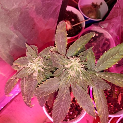 Unknown strain growlog timeline photo