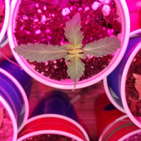 Blueberry Auto growlog photo: Babies are looking good.   Also planted one Gorilla Glue and one CBD ACDC