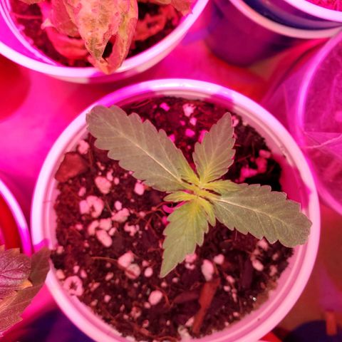 Blueberry Auto growlog photo: Babies are looking good.   Also planted one Gorilla Glue and one CBD ACDC