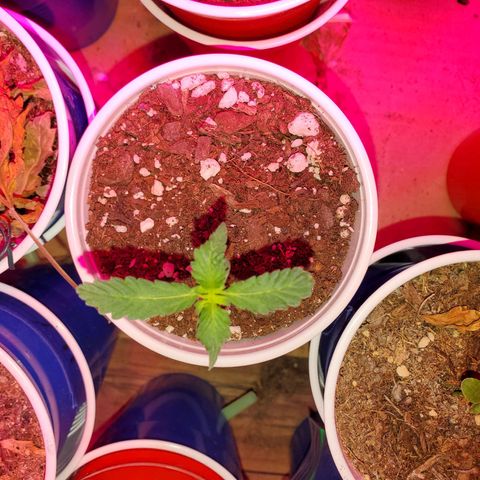 Blueberry Auto growlog timeline photo