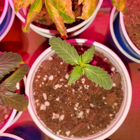 Blueberry Auto growlog timeline photo