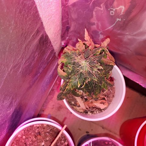 Unknown strain growlog timeline photo