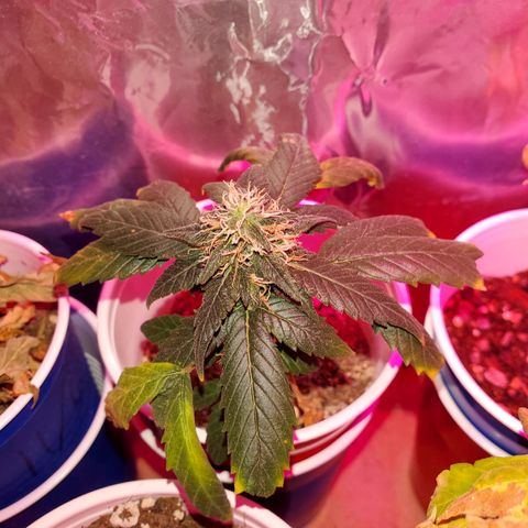 Unknown strain growlog timeline photo