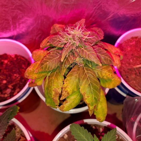 Unknown strain growlog timeline photo