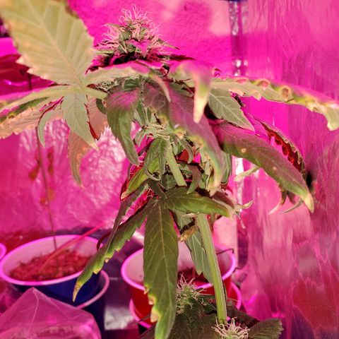 Unknown strain growlog timeline photo