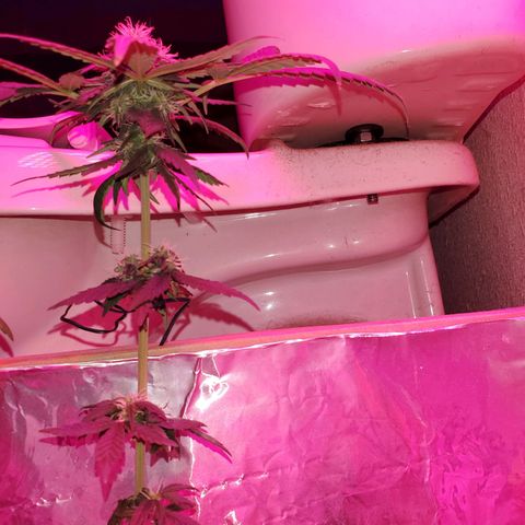Unknown strain growlog timeline photo