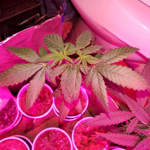 Unknown strain growlog timeline photo