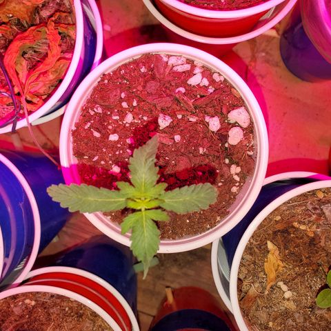 Blueberry Auto growlog timeline photo