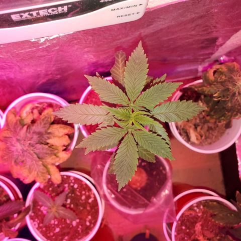 Unknown strain growlog timeline photo