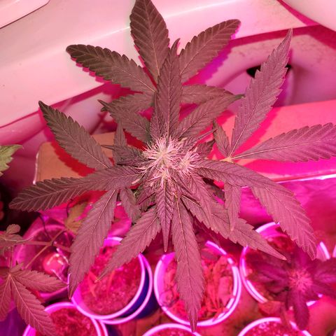Unknown strain growlog timeline photo