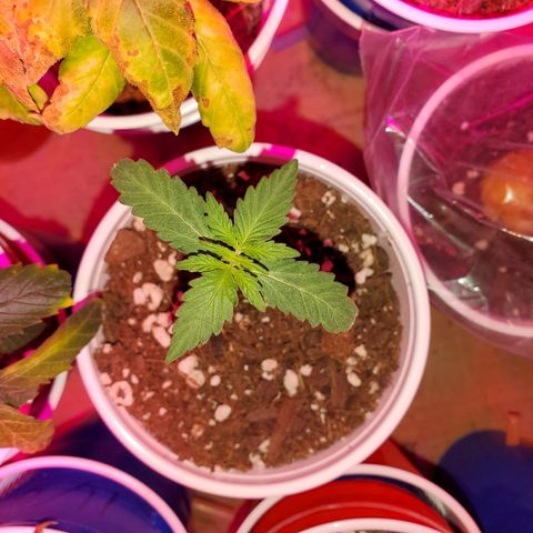 Blueberry Auto growlog timeline photo