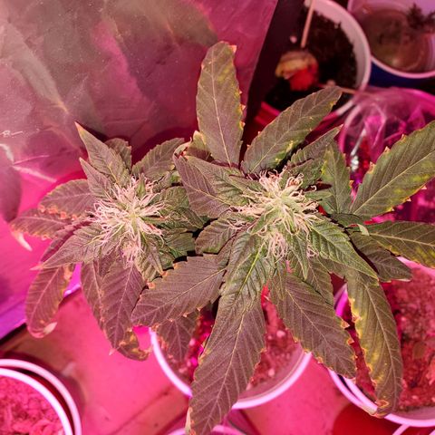 Unknown strain growlog timeline photo