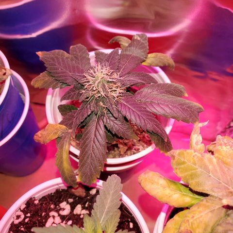 Unknown strain growlog timeline photo