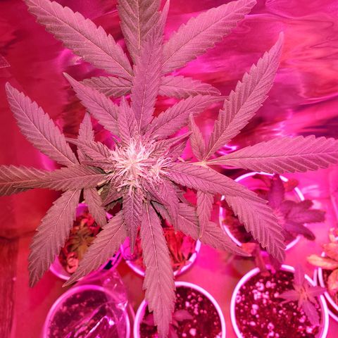 Unknown strain growlog timeline photo