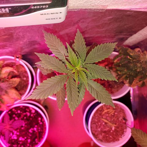 Unknown strain growlog timeline photo
