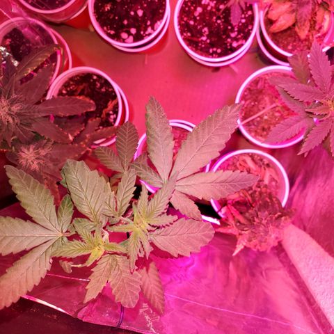 Unknown strain growlog timeline photo