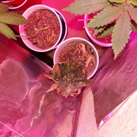 Unknown strain growlog timeline photo