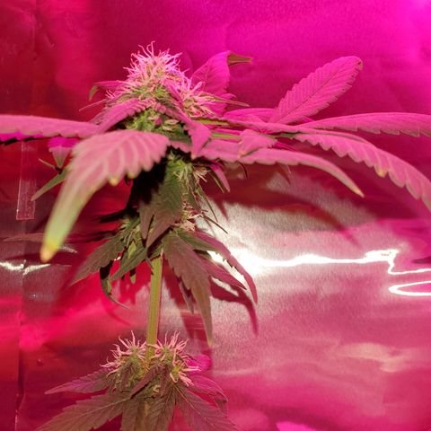 Unknown strain growlog timeline photo
