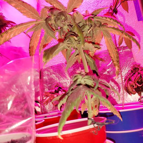 Unknown strain growlog timeline photo