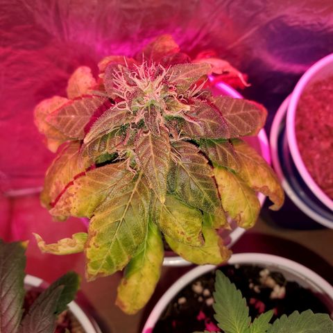 Unknown strain growlog timeline photo