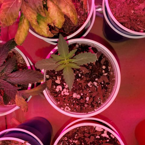 Blueberry Auto growlog photo: Blueberry 1 and 2 or looking good stiil