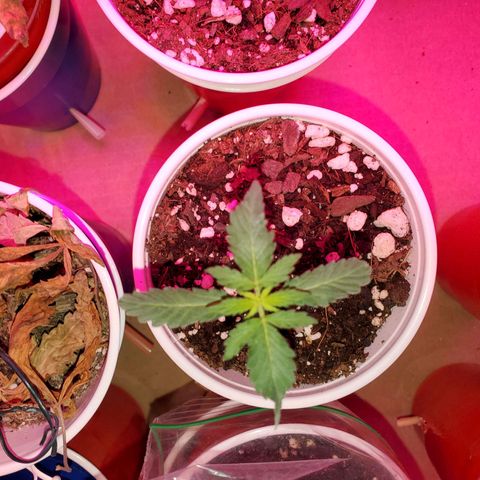 Blueberry Auto growlog photo: Blueberry 1 and 2 or looking good stiil