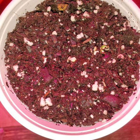 Blueberry Auto growlog photo: Guess who???!  CBD ACDC Thats who lol
