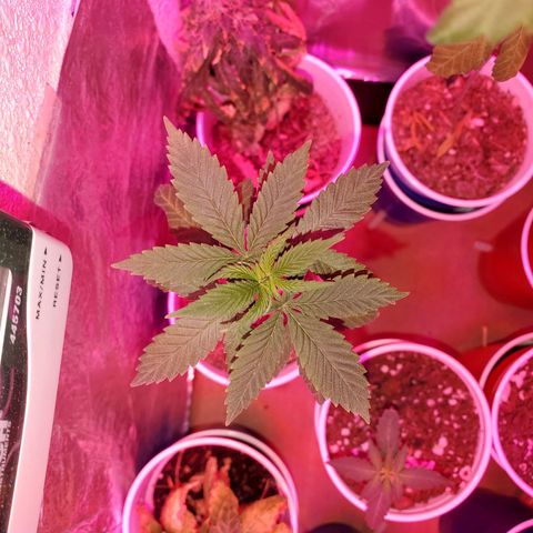 Unknown strain growlog timeline photo