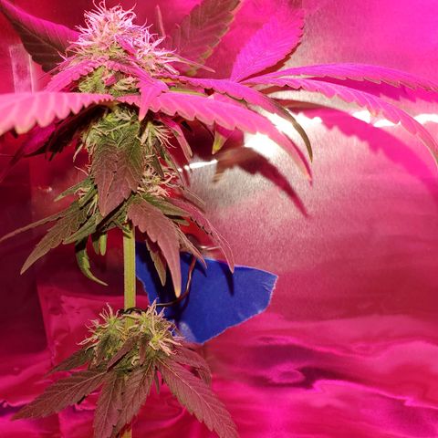Unknown strain growlog timeline photo