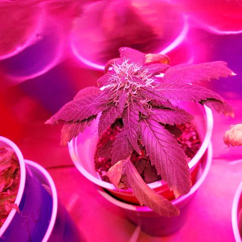 Unknown strain growlog timeline photo