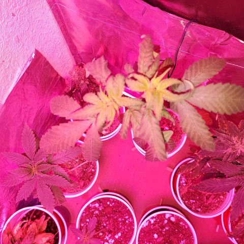 Unknown strain growlog timeline photo