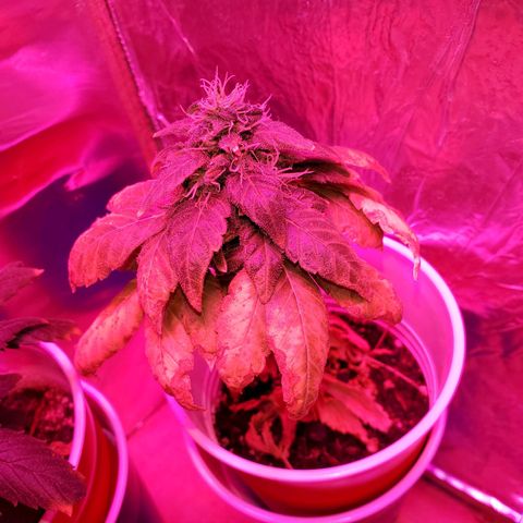 Unknown strain growlog timeline photo