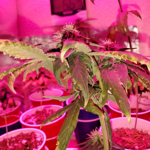Unknown strain growlog timeline photo