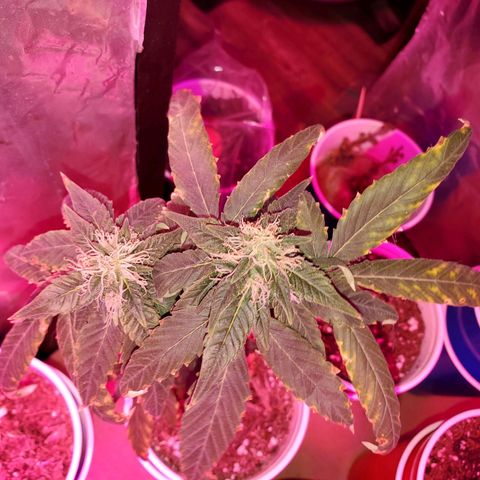 Unknown strain growlog timeline photo