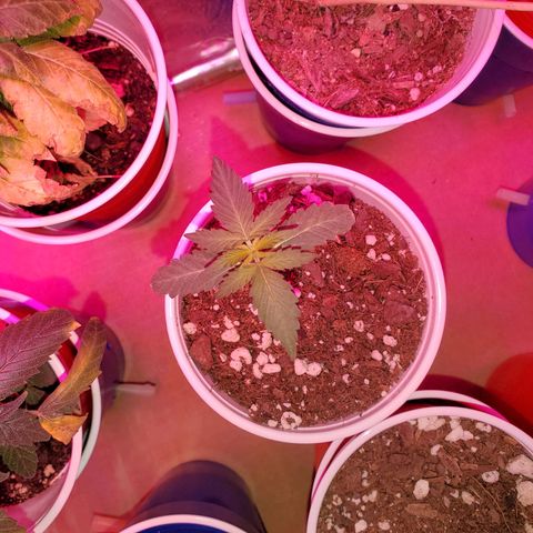 Blueberry Auto growlog photo: Both Blueberry's are looking good