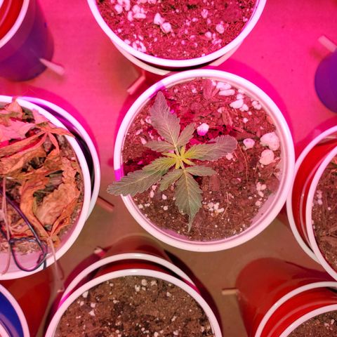 Blueberry Auto growlog photo: Both Blueberry's are looking good
