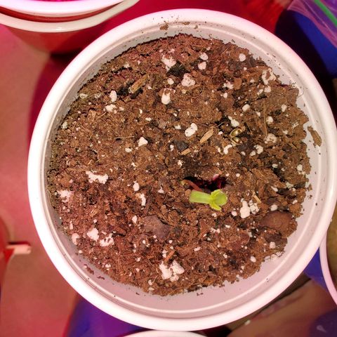 Blueberry Auto growlog photo: CBD ACDC. Welcome to the world.  Day 2 today or one if you want to count it til the leafs are shown like this