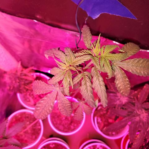 Unknown strain growlog timeline photo