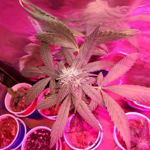 Unknown strain growlog timeline photo