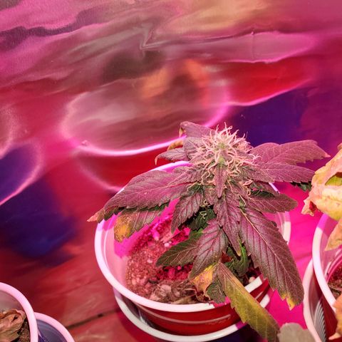 Unknown strain growlog timeline photo