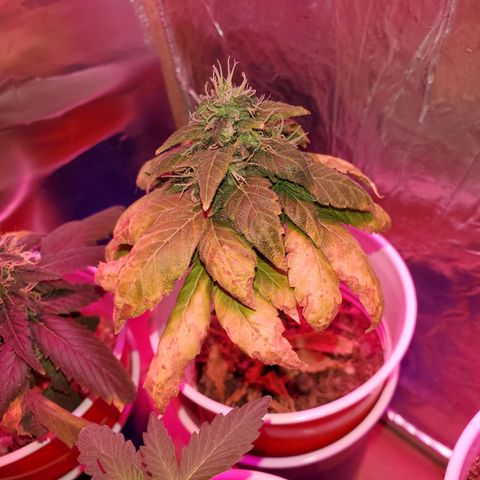 Unknown strain growlog timeline photo