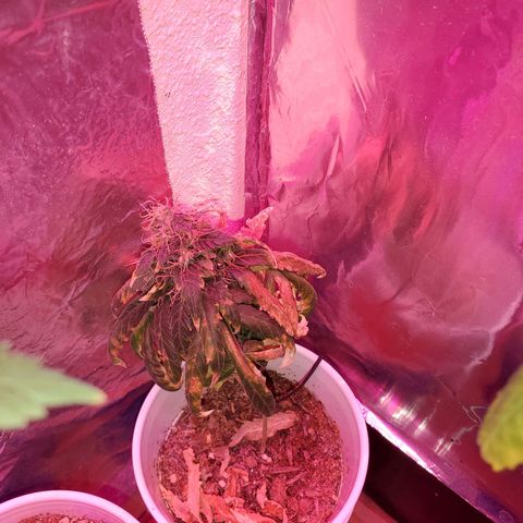 Unknown strain growlog timeline photo
