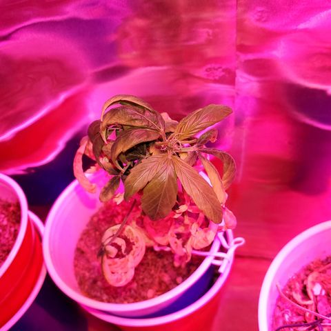 Unknown strain growlog timeline photo
