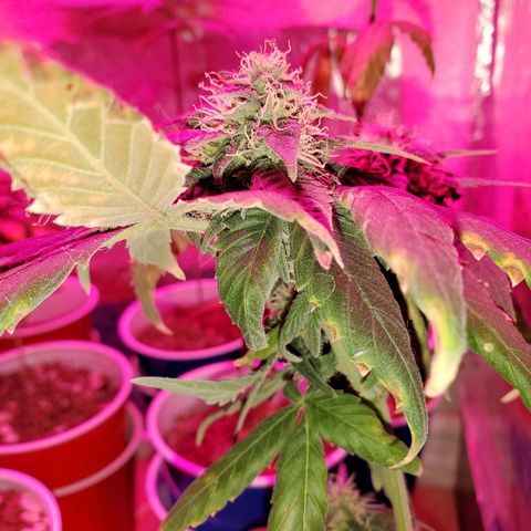Unknown strain growlog timeline photo